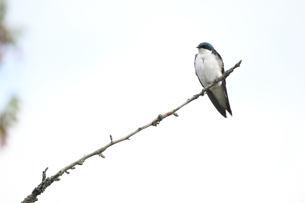 Tree Swallow - ML620209919