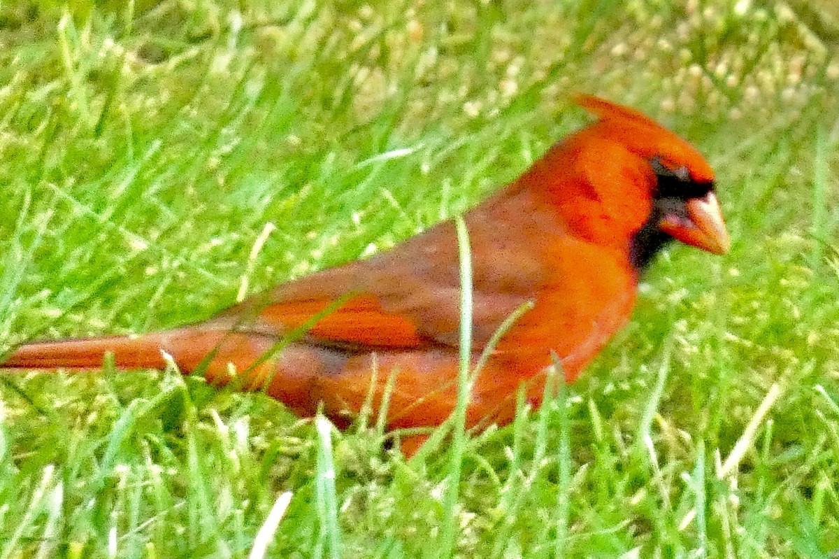 Cardinal rouge - ML620209923