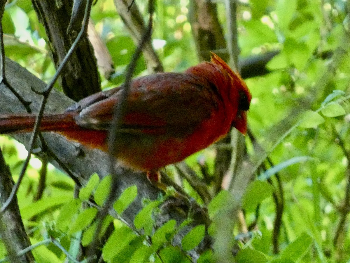 Cardinal rouge - ML620209924