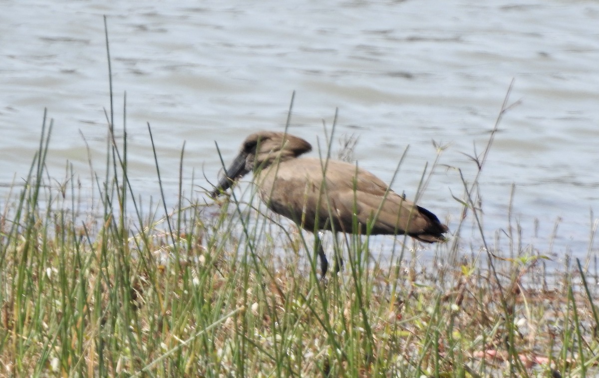 Hamerkop - ML620209929