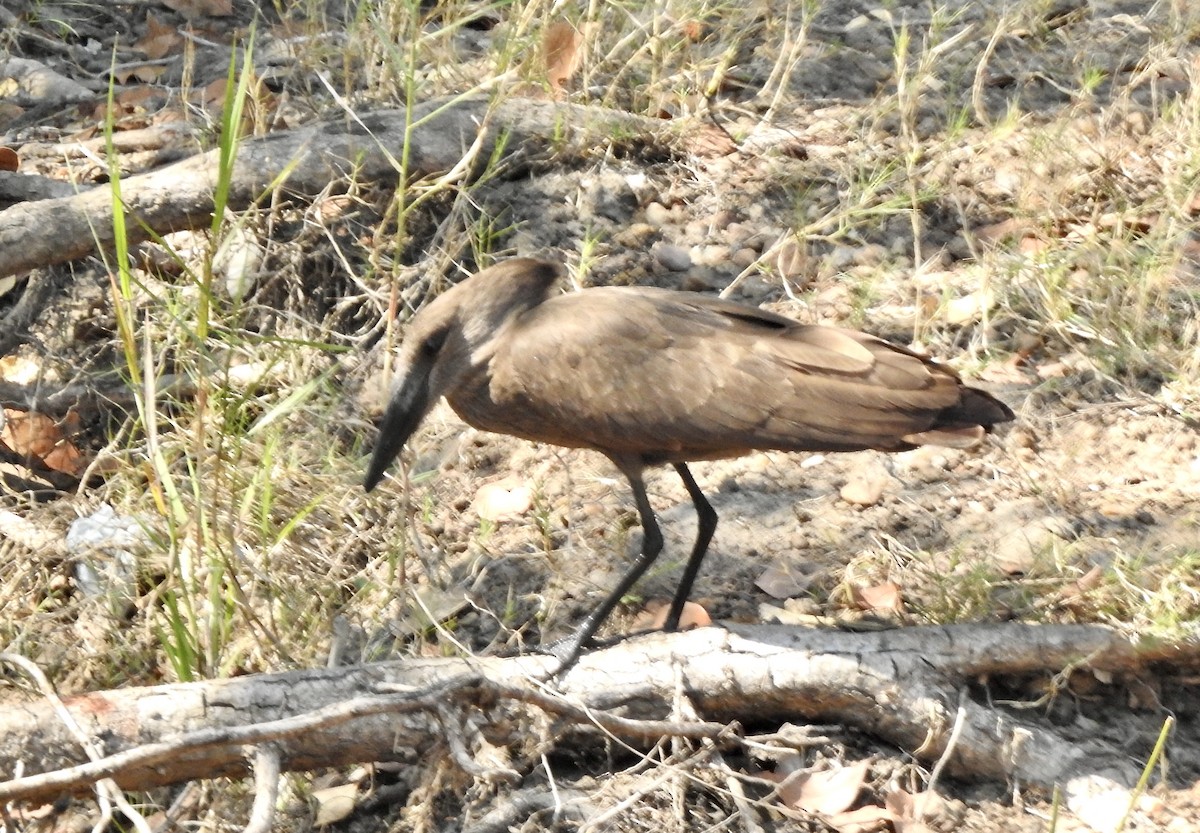 Hamerkop - ML620209930