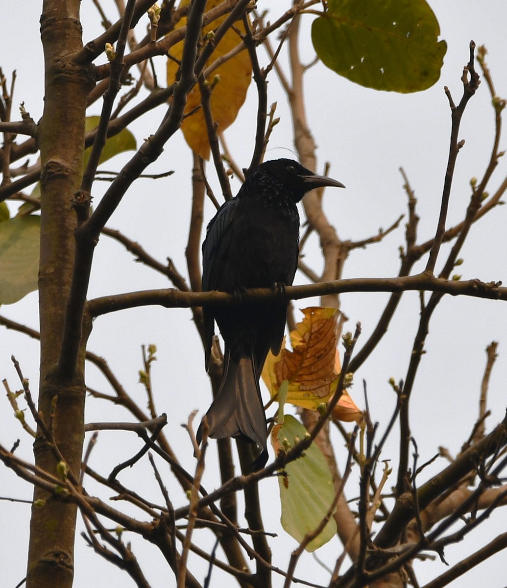 Hair-crested Drongo - ML620209935
