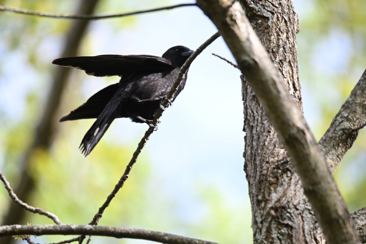 American Crow - ML620209940