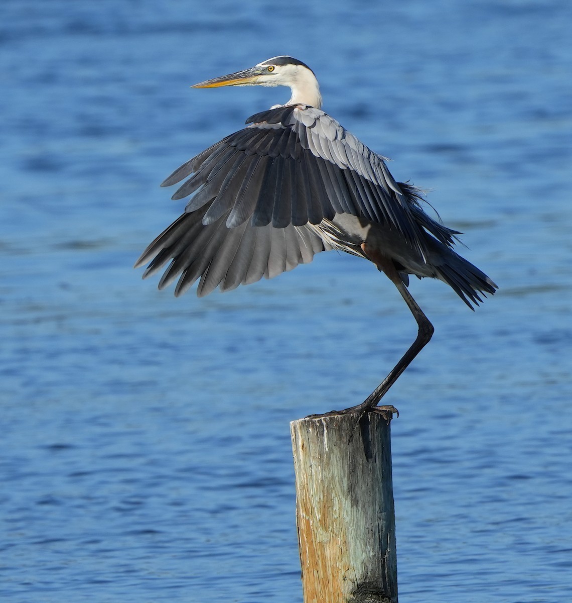 Great Blue Heron - ML620209946