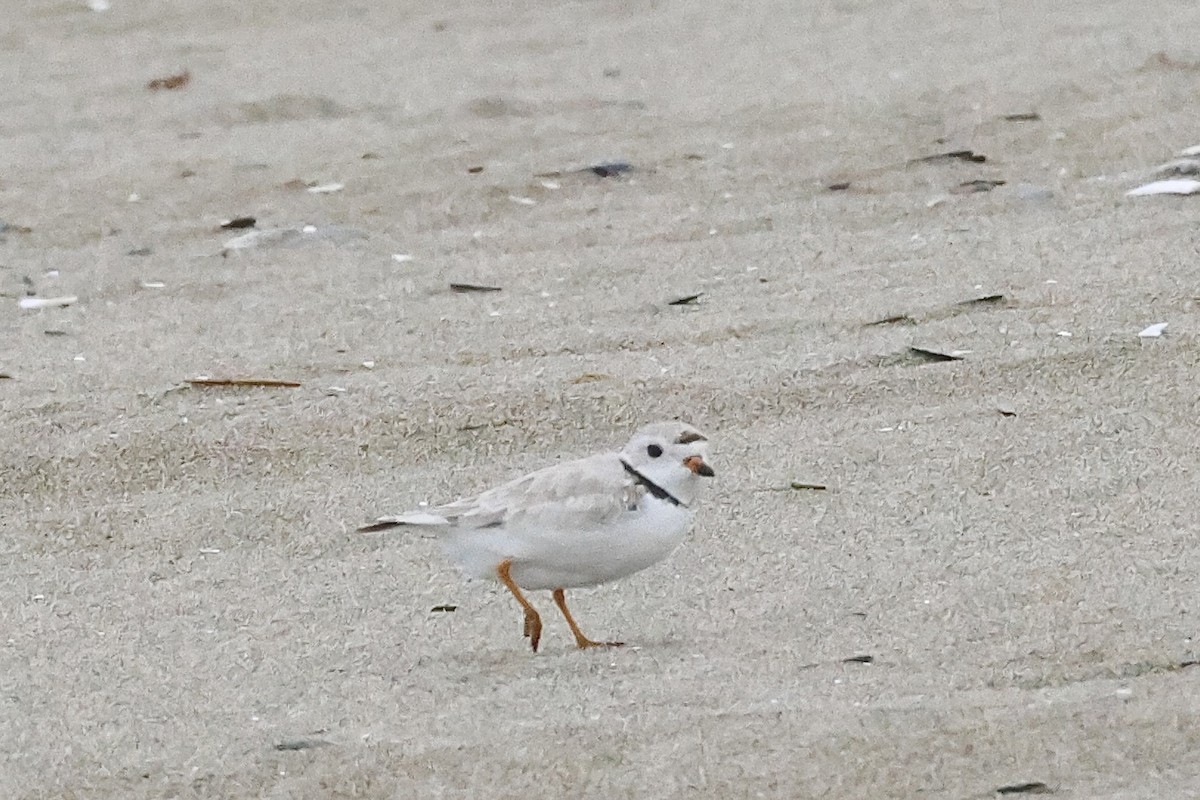 Piping Plover - ML620209950
