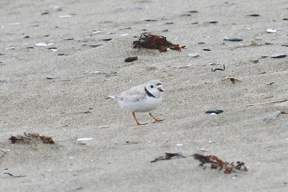 Piping Plover - Alison Mews