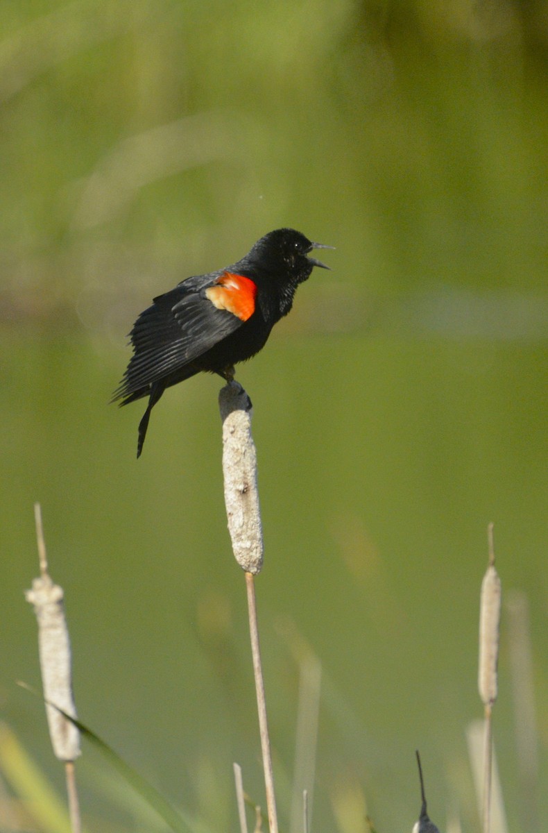 Red-winged Blackbird - ML620209954
