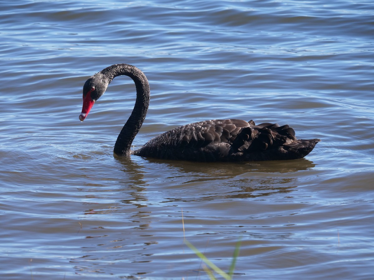 Cygne noir - ML620209956