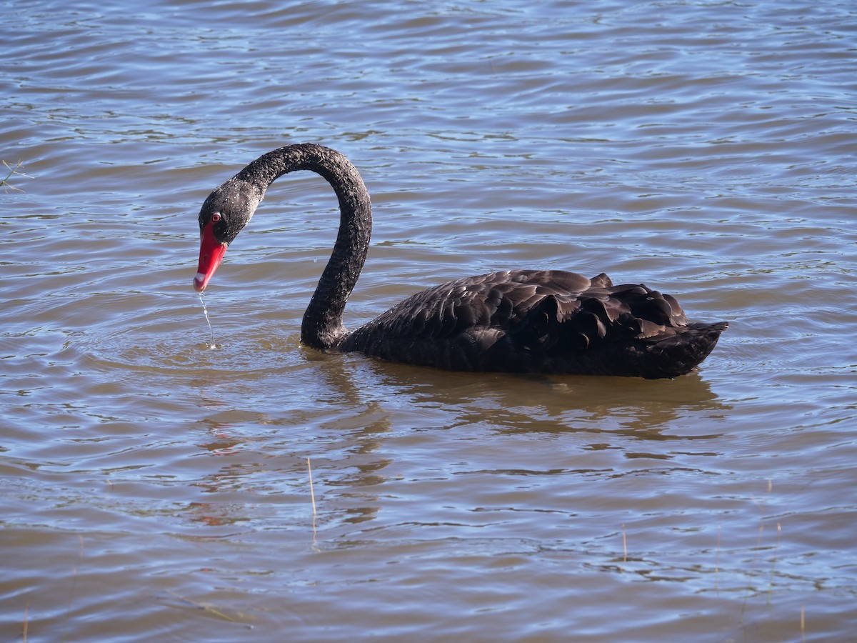 Black Swan - ML620209957