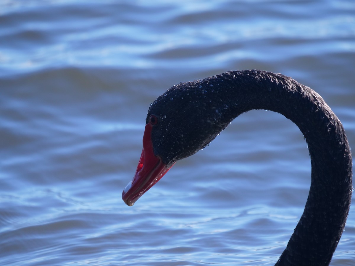 Black Swan - ML620209958