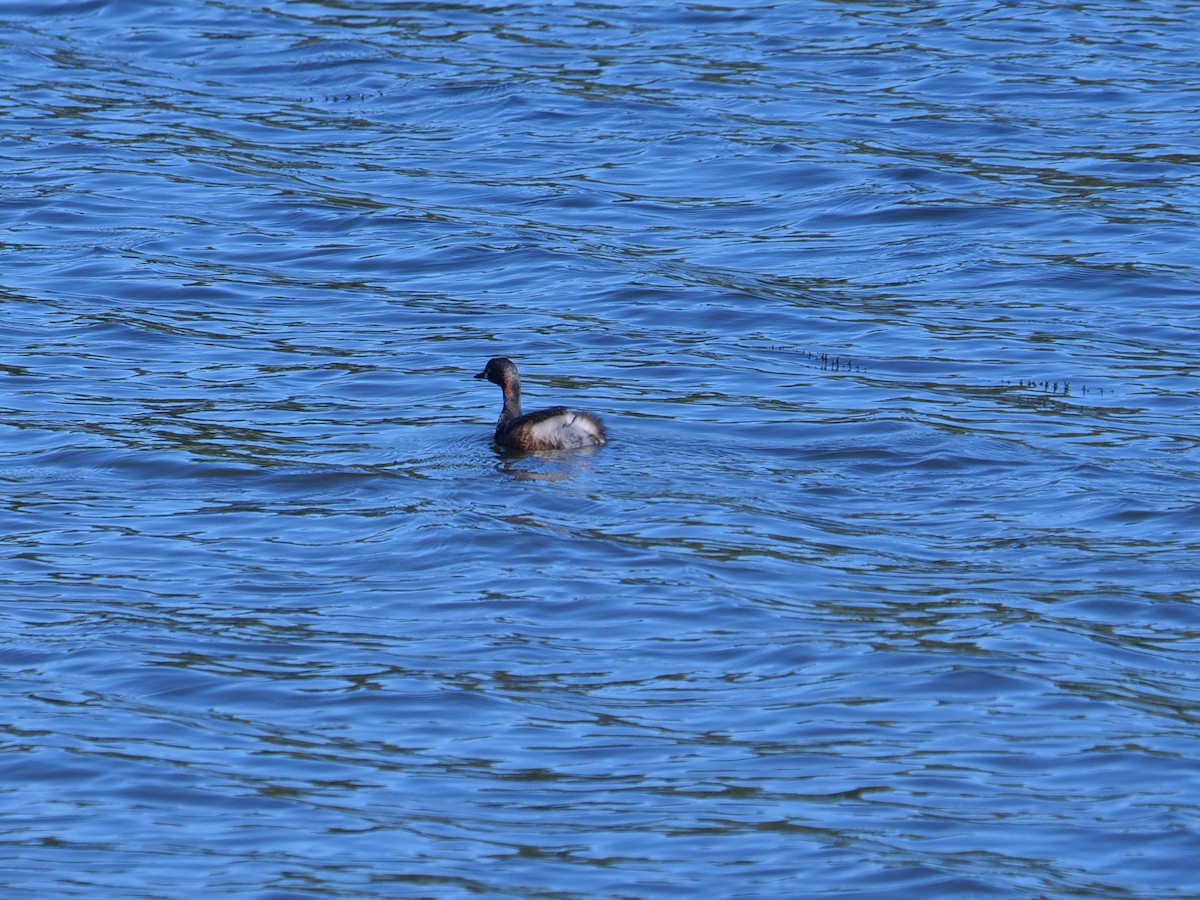 Australasian Grebe - ML620209964