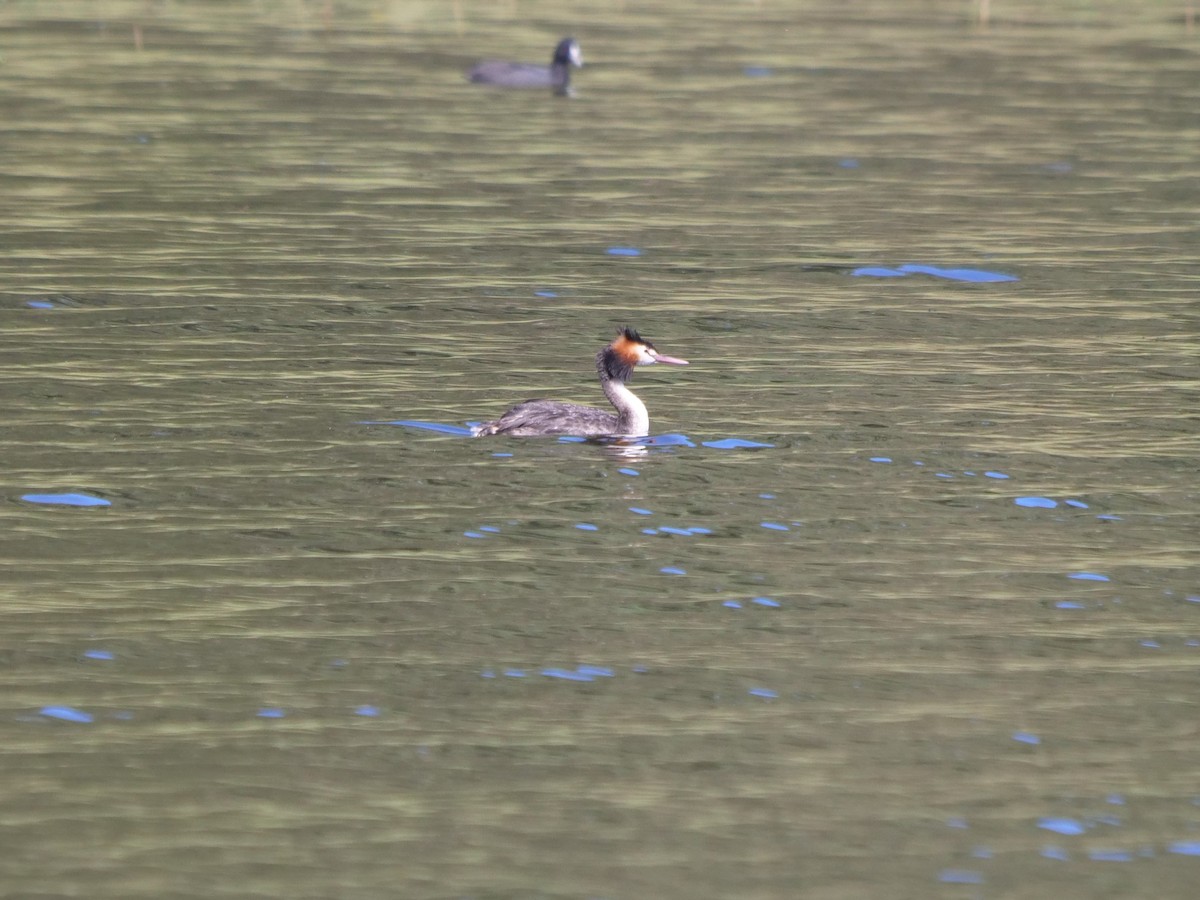 Great Crested Grebe - ML620209969