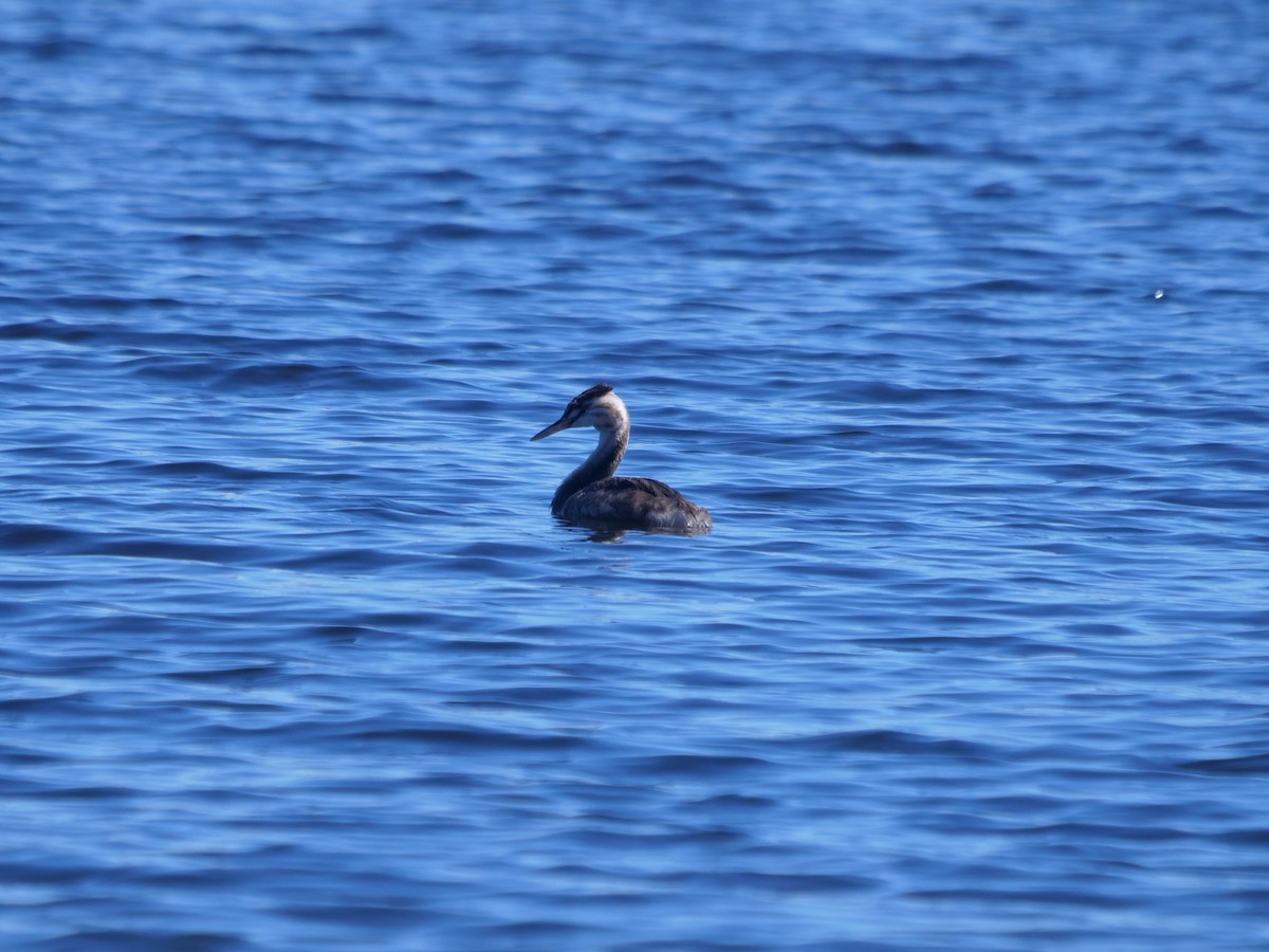 Great Crested Grebe - ML620209970