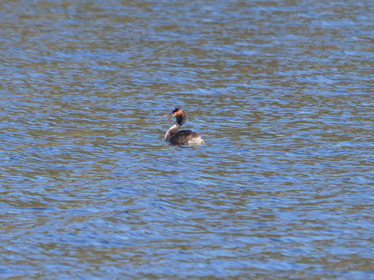 Great Crested Grebe - ML620209971
