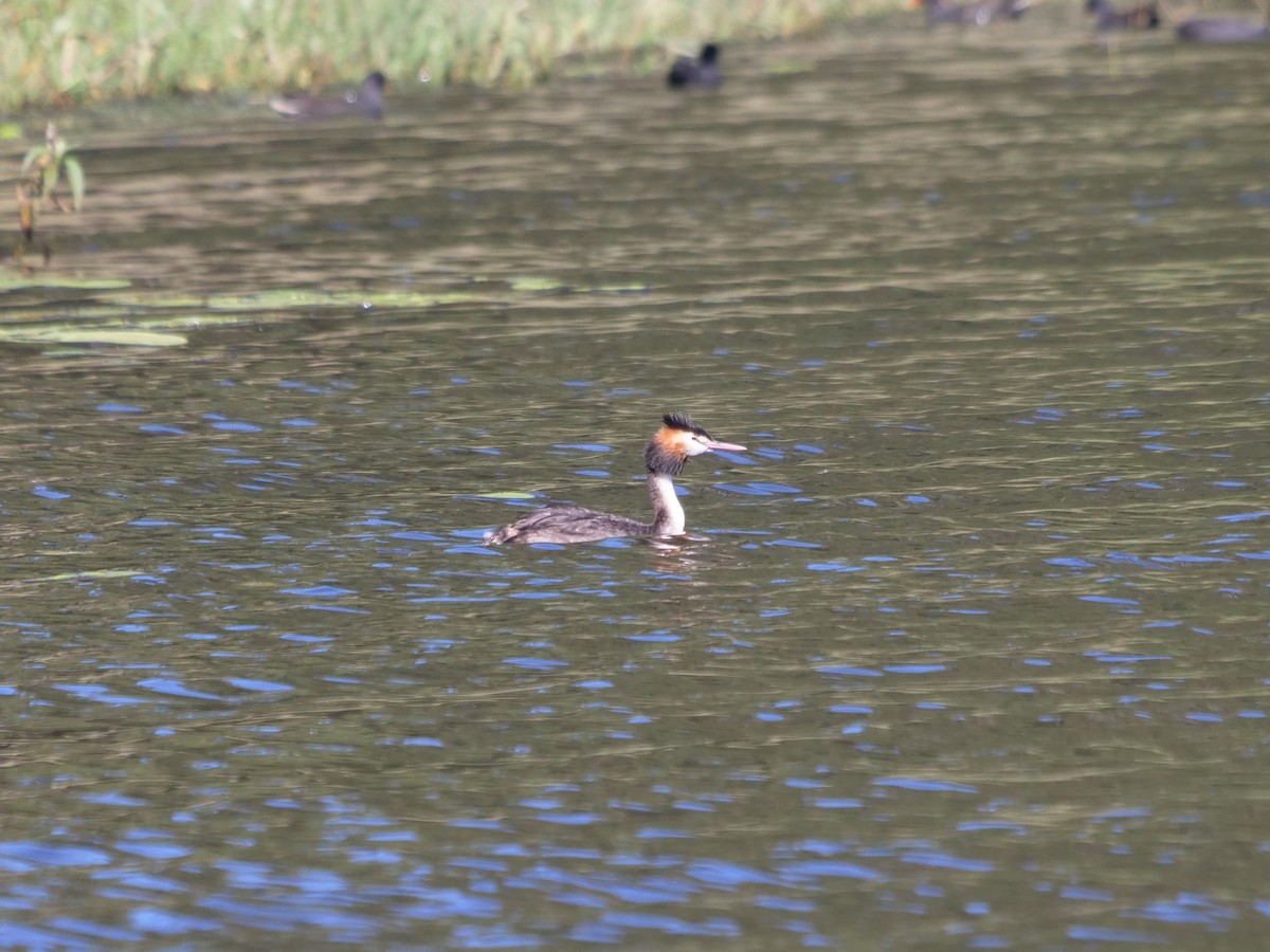 Great Crested Grebe - ML620209972