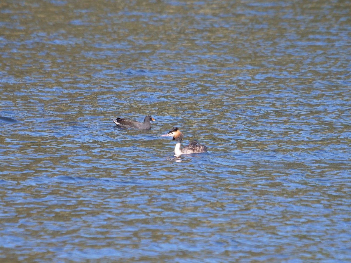 Great Crested Grebe - ML620209977