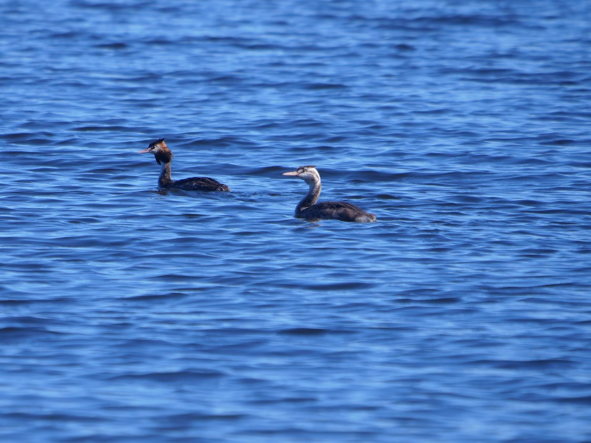 Great Crested Grebe - ML620209978