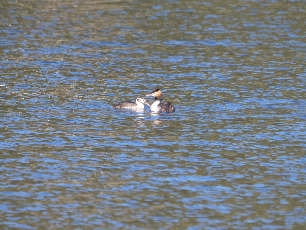 Great Crested Grebe - ML620209979