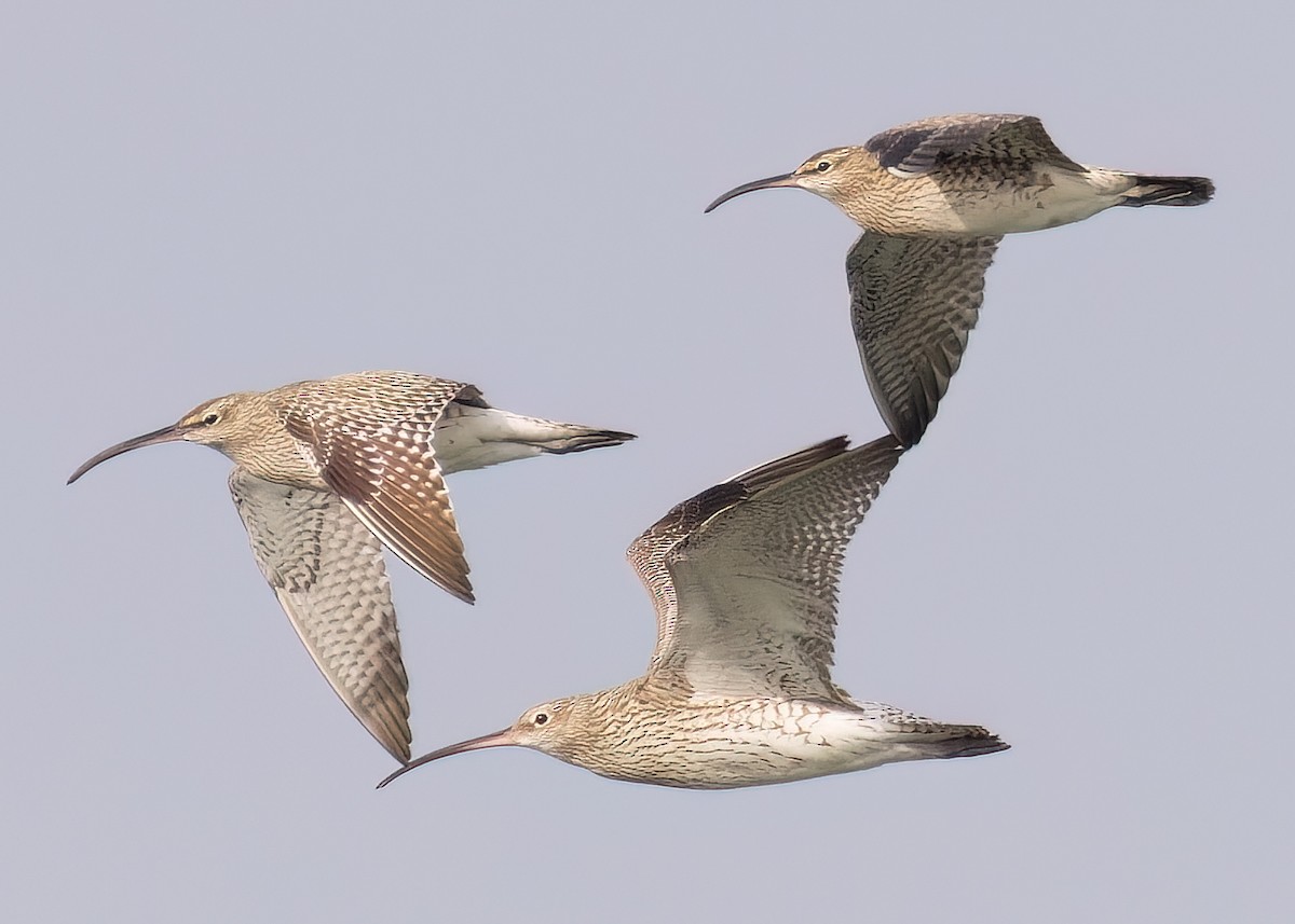 Regenbrachvogel - ML620209981