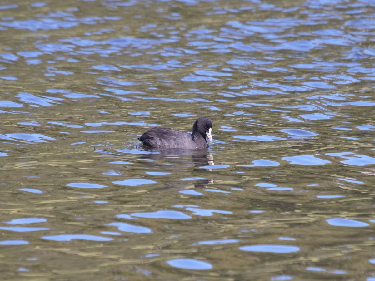 Eurasian Coot - ML620209985