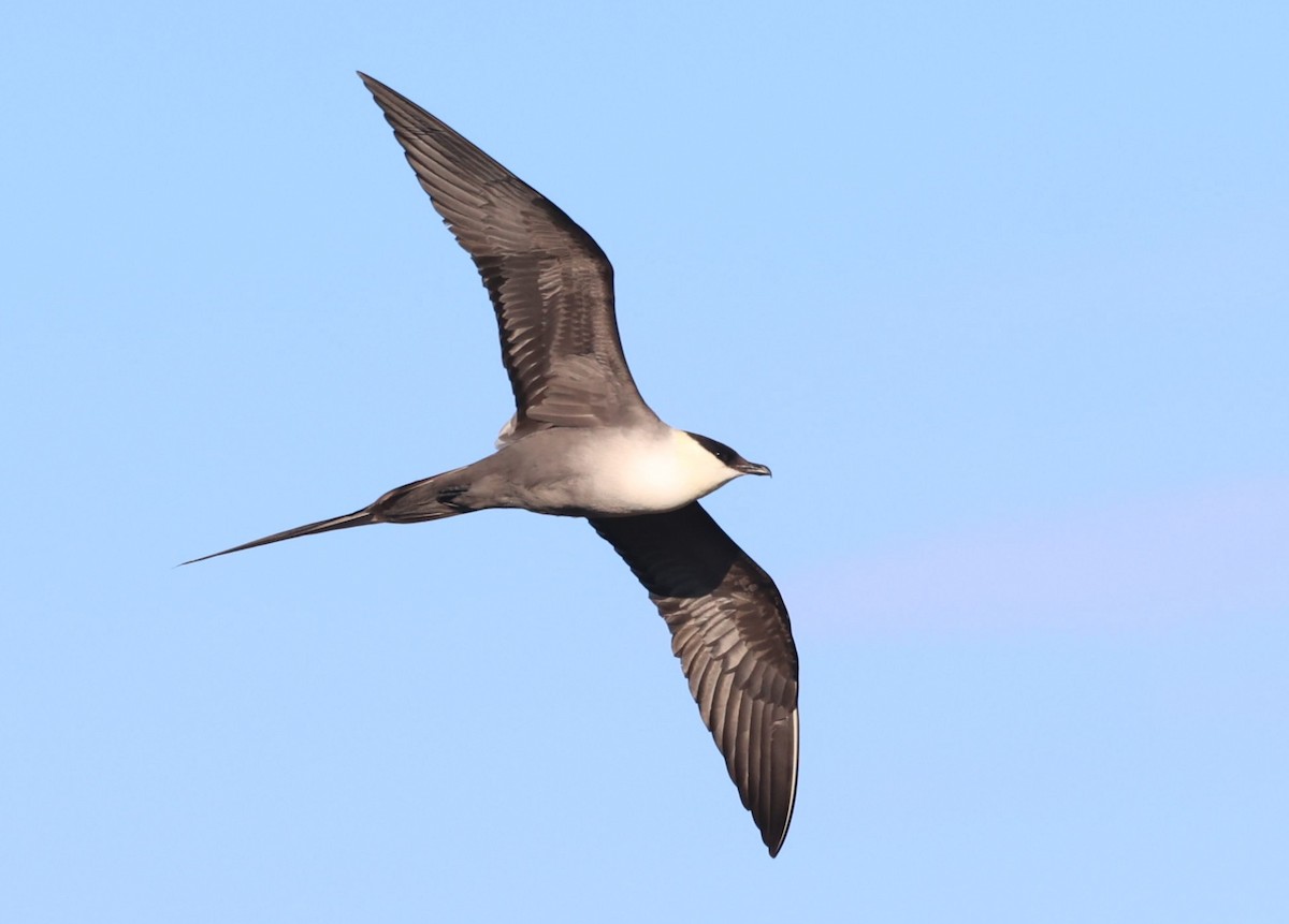 Long-tailed Jaeger - ML620209987