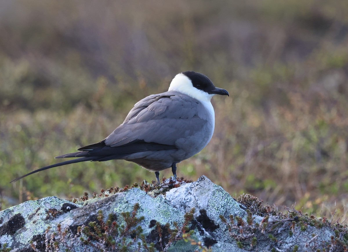 Long-tailed Jaeger - ML620209988