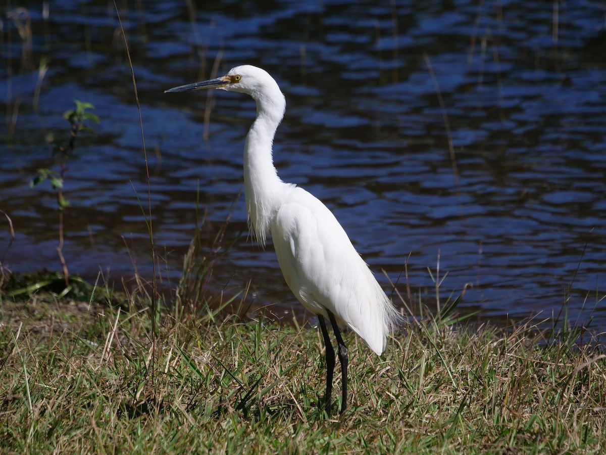 Little Egret - Frank Coman