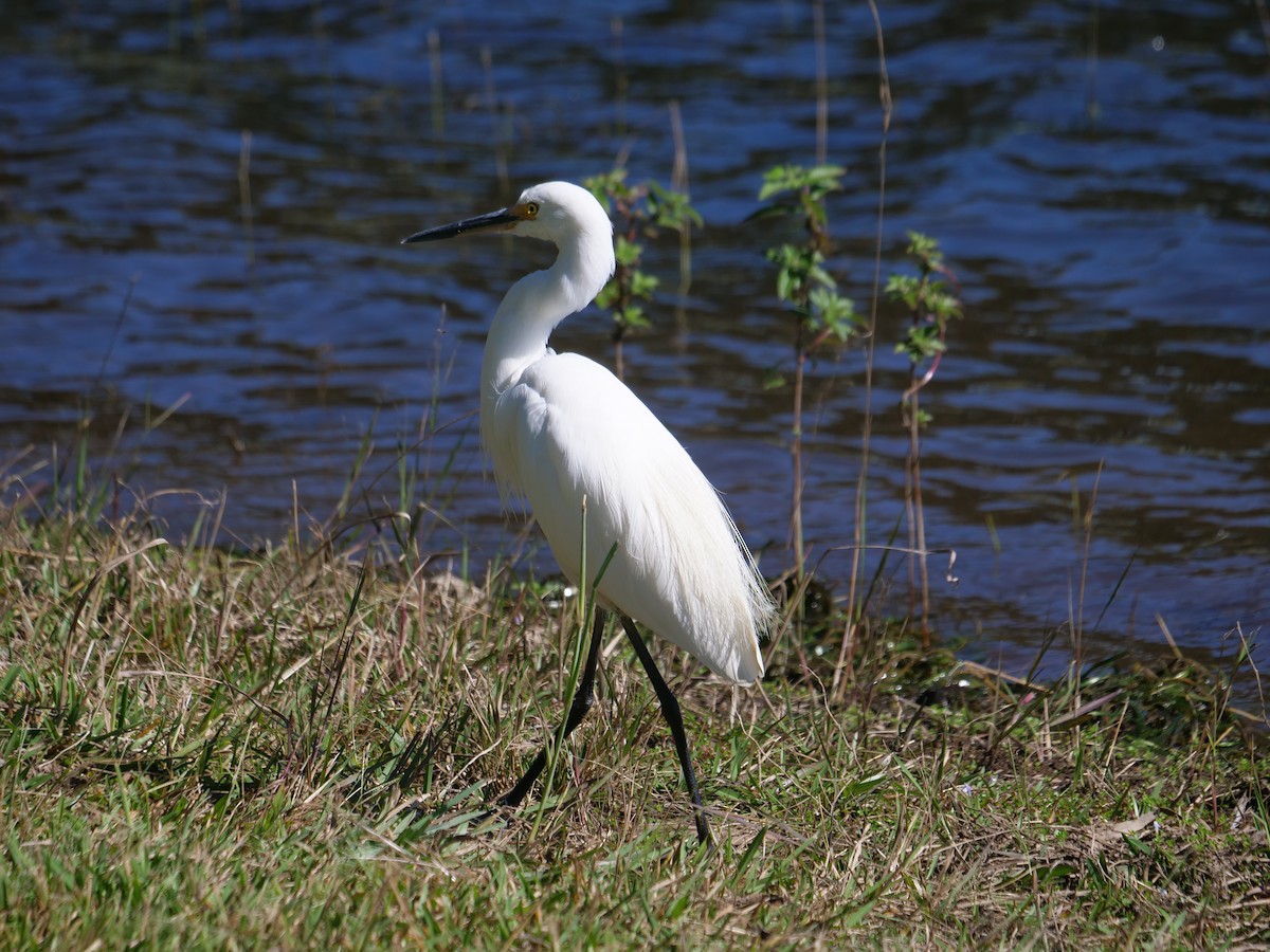 Little Egret - Frank Coman