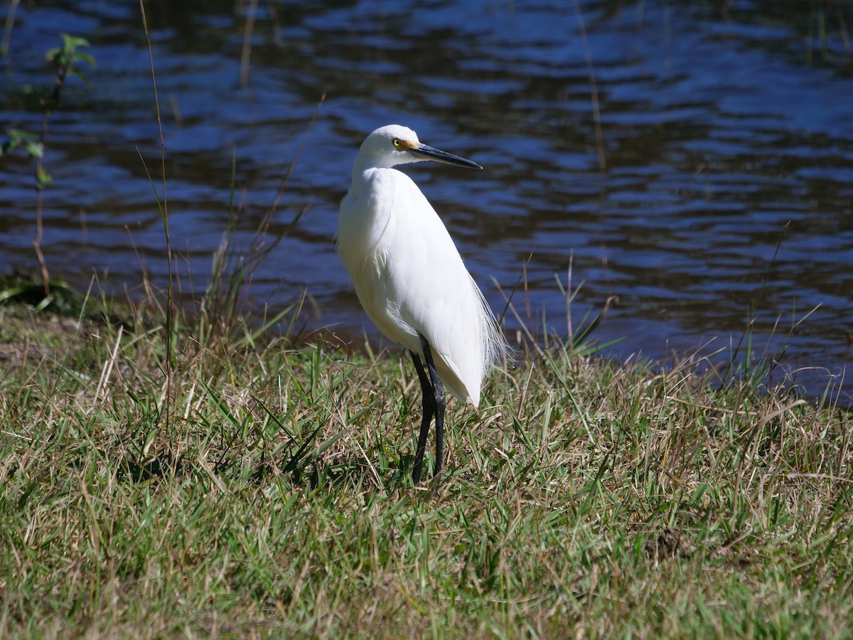 Little Egret - Frank Coman