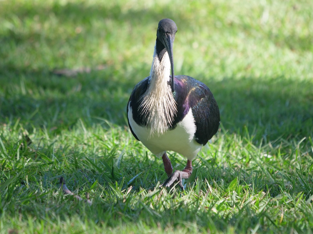 Straw-necked Ibis - ML620210016