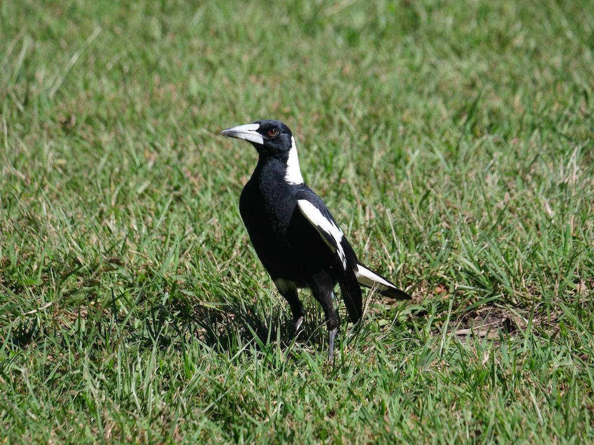 Australian Magpie - ML620210031