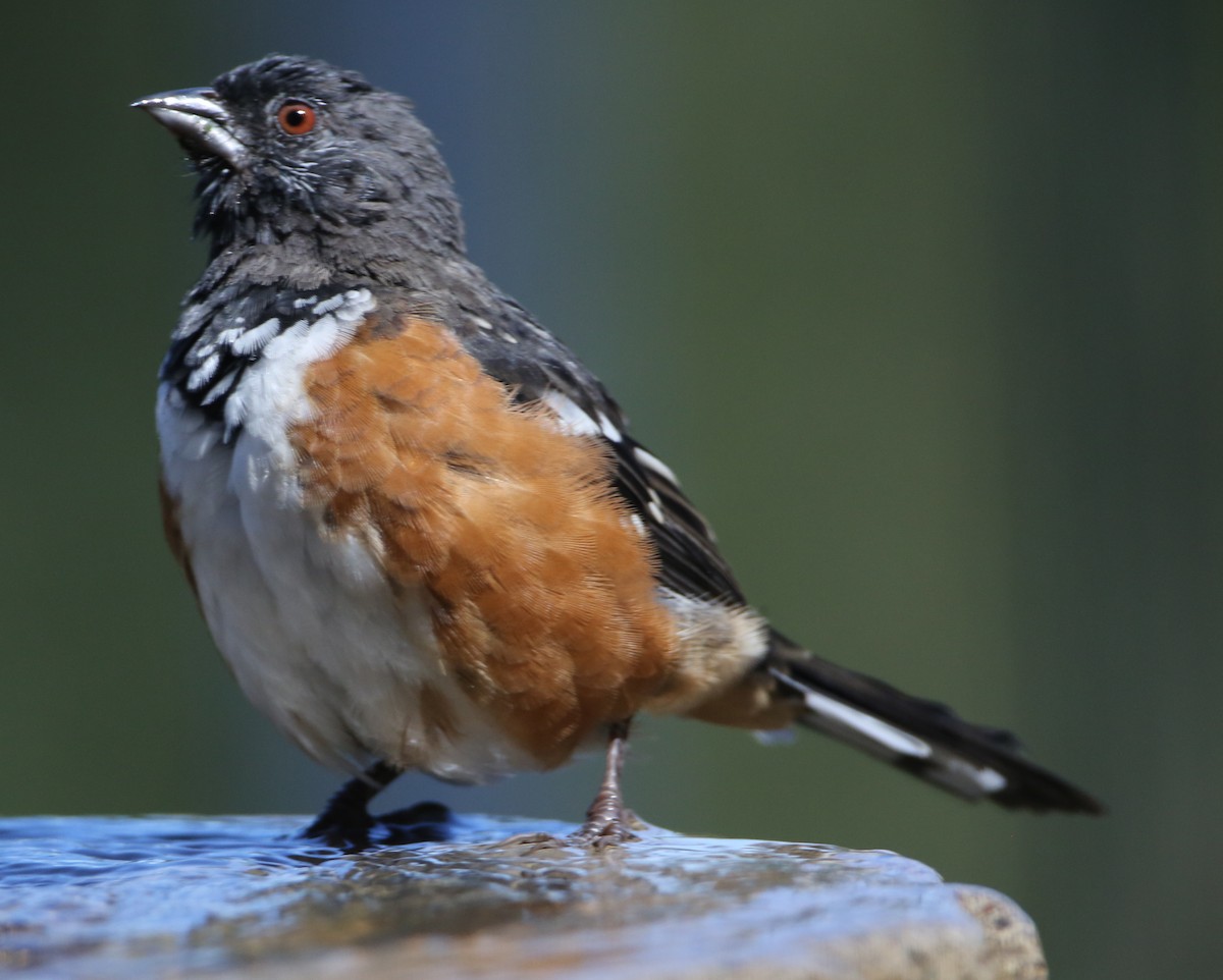 Spotted Towhee - ML620210032