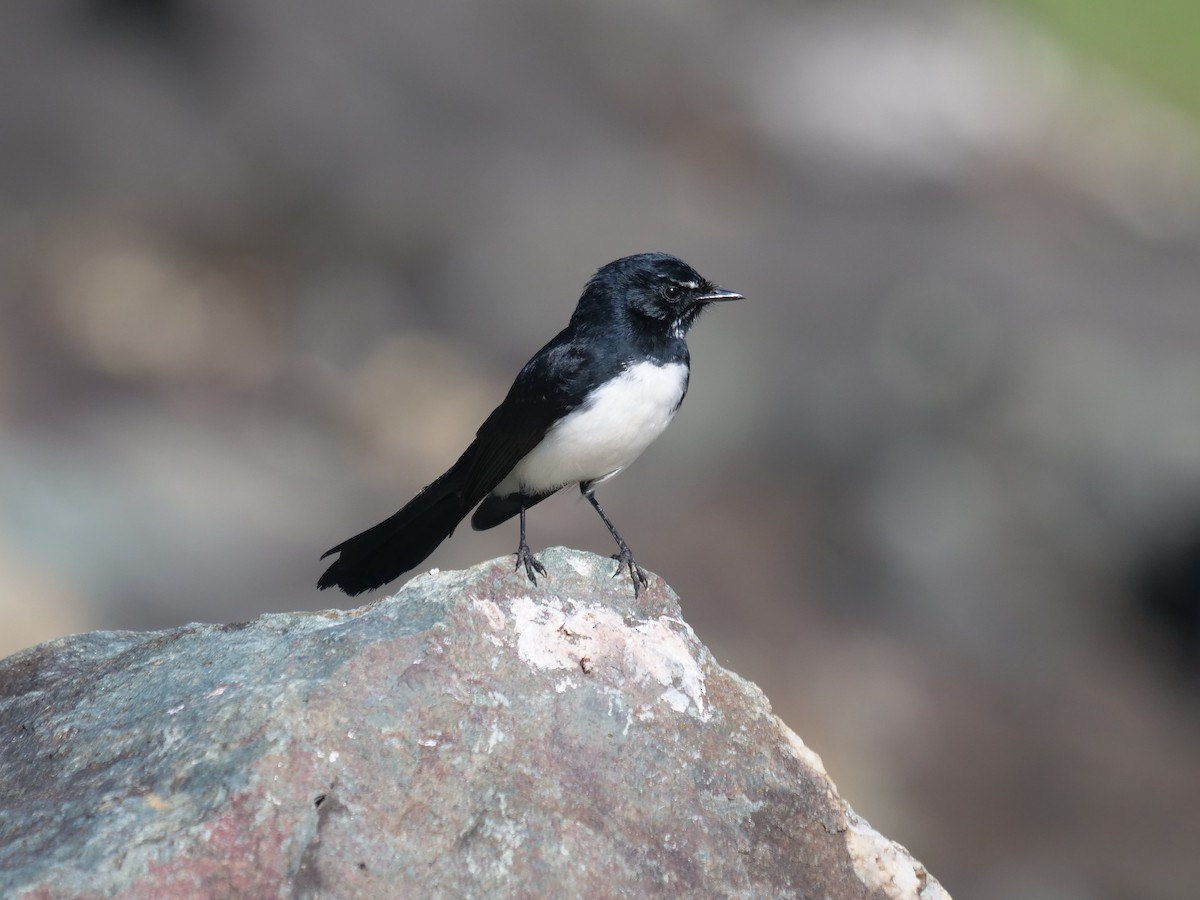 Willie-wagtail - ML620210038