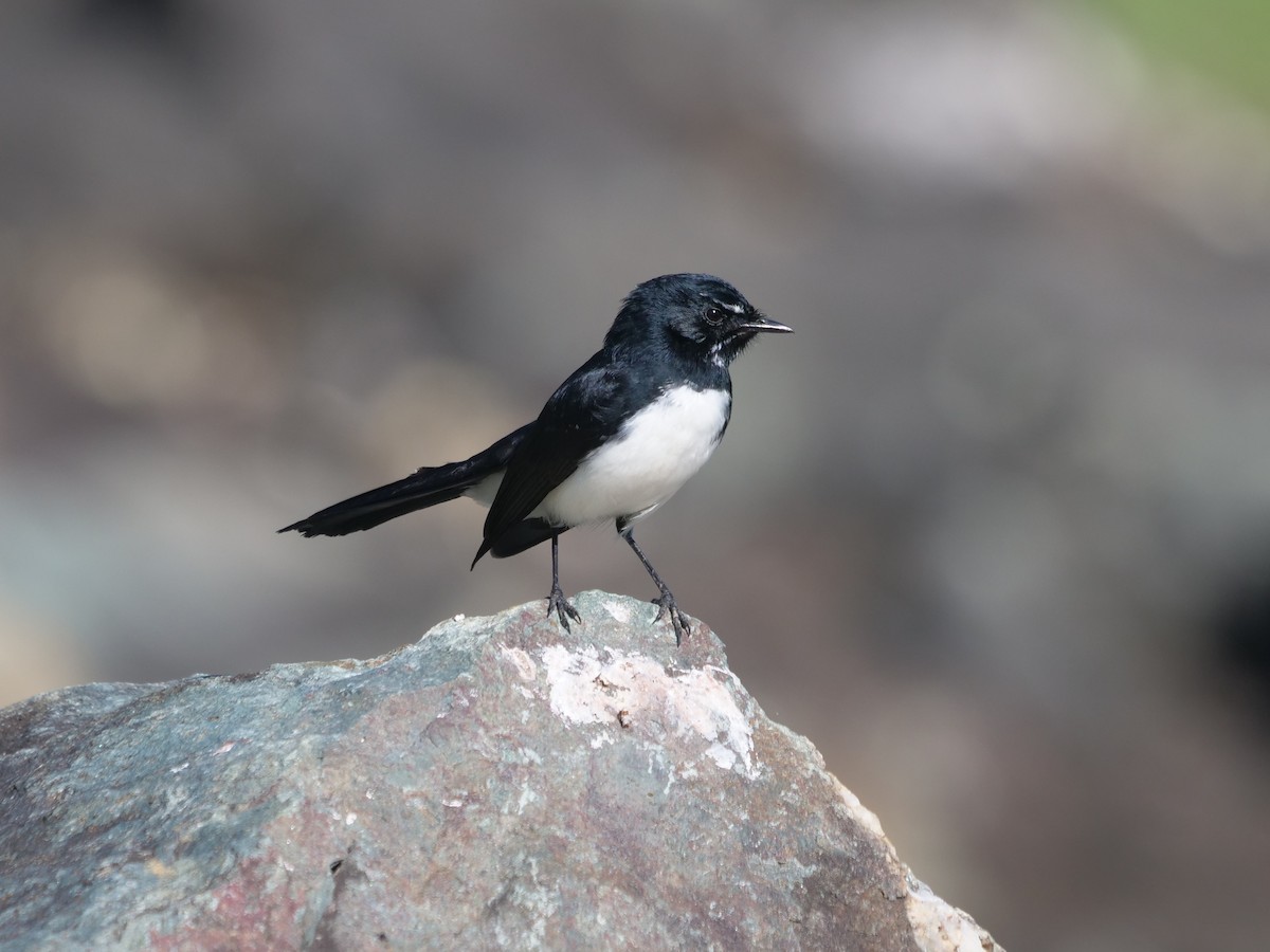 Willie-wagtail - ML620210039