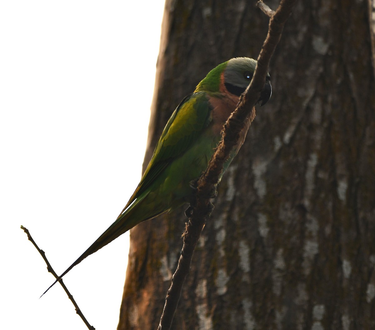 Red-breasted Parakeet - Aishwarya Vijayakumar