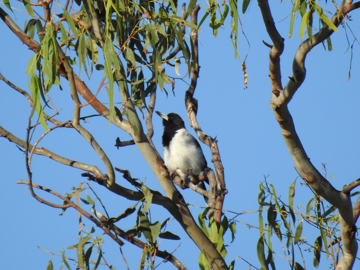 Pied Butcherbird - ML620210047