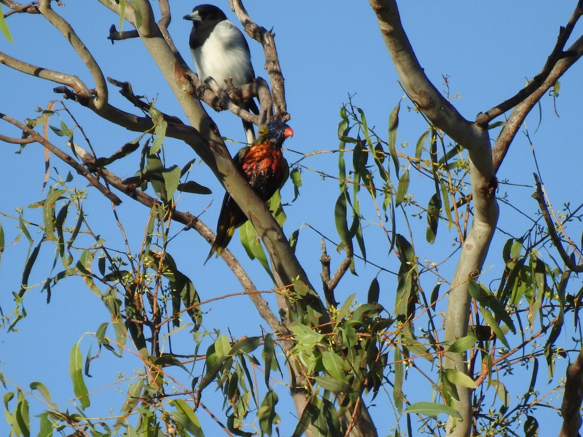 Rainbow Lorikeet - ML620210052