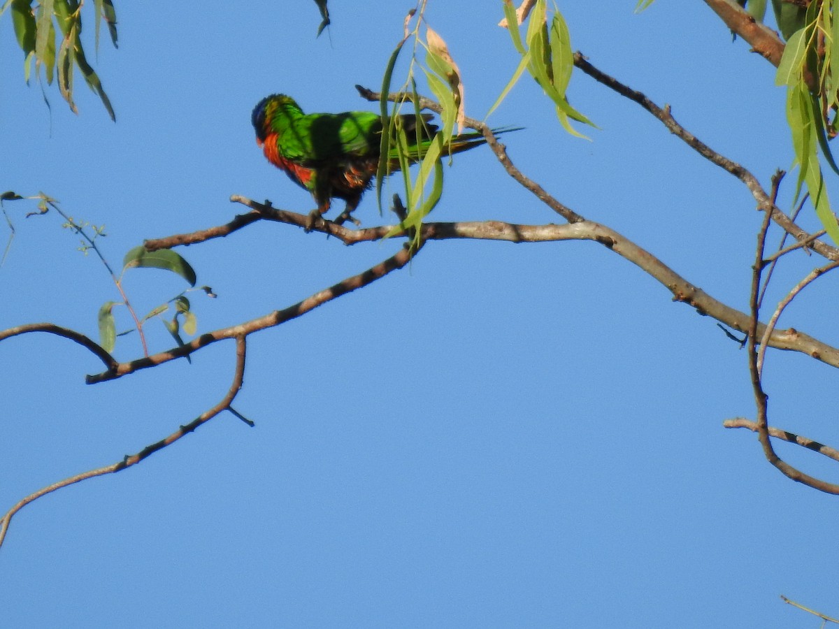 Rainbow Lorikeet - ML620210054