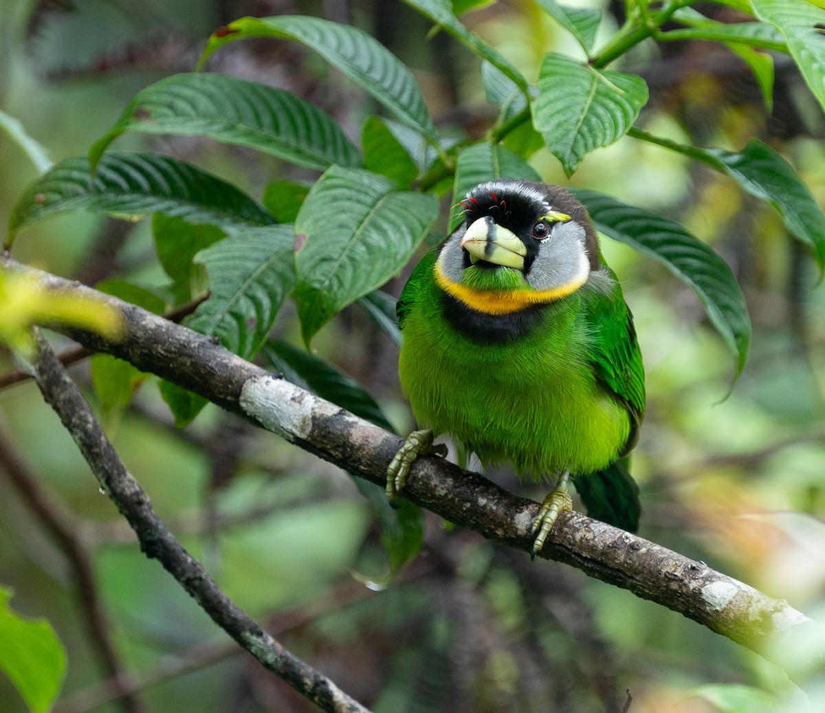 Fire-tufted Barbet - ML620210056