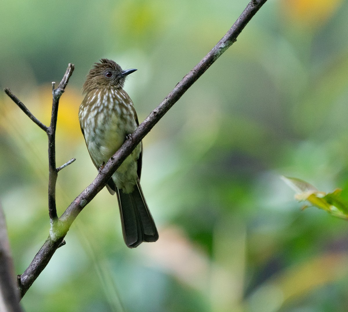 Bulbul de Sumatra - ML620210069