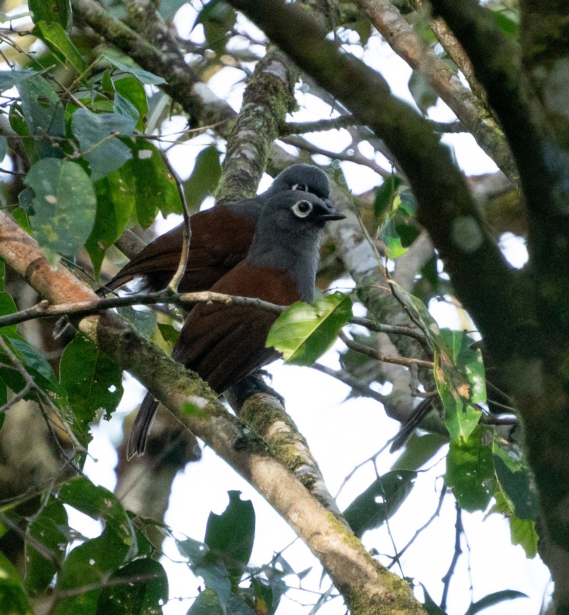 Sunda Laughingthrush - ML620210075