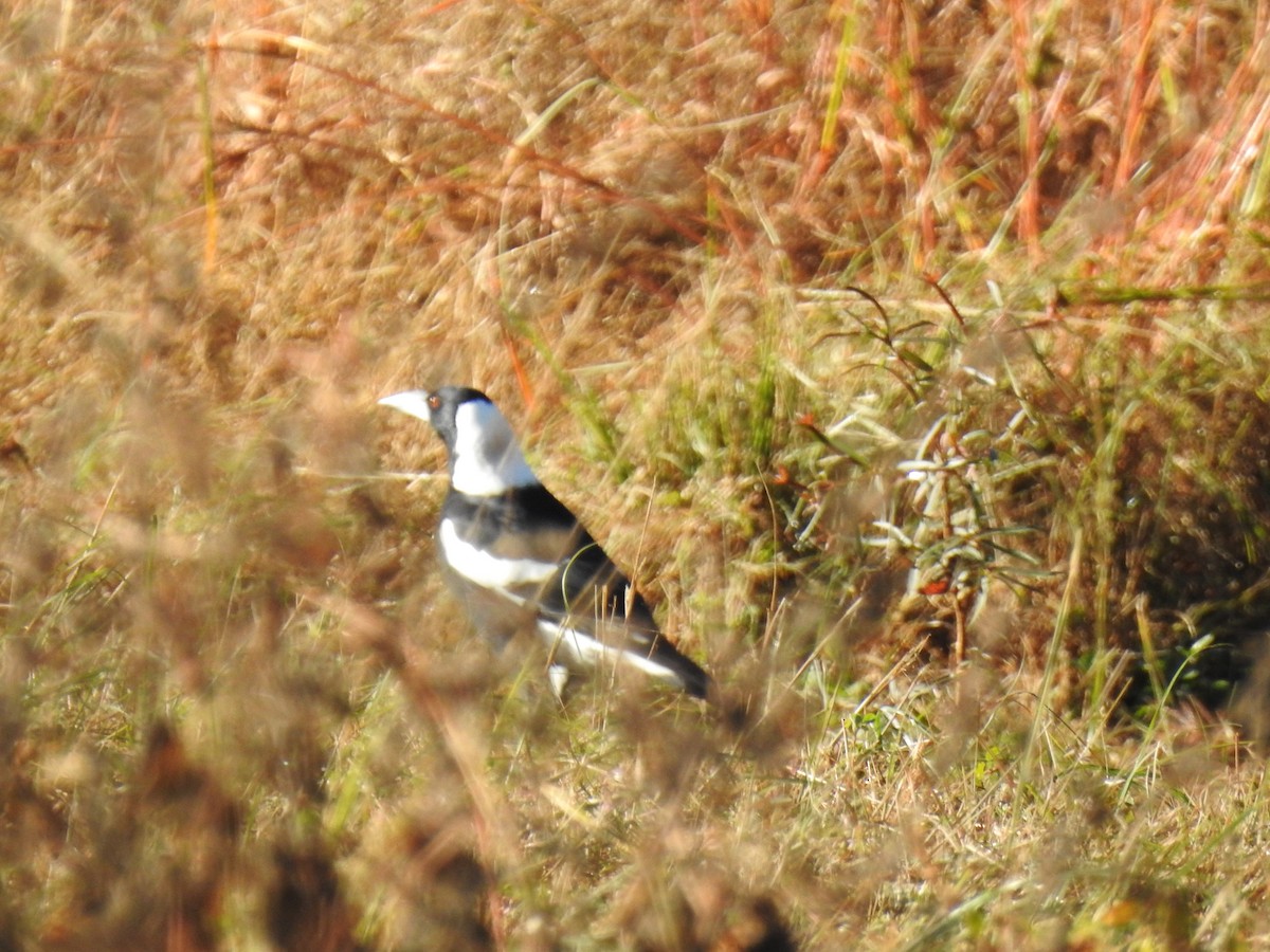 Australian Magpie - ML620210078