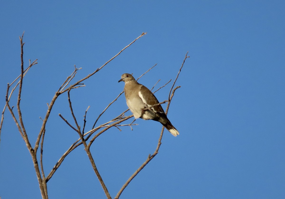 White-winged Dove - ML620210081