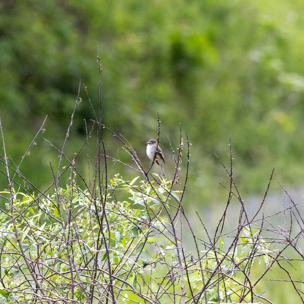 Alder Flycatcher - ML620210082