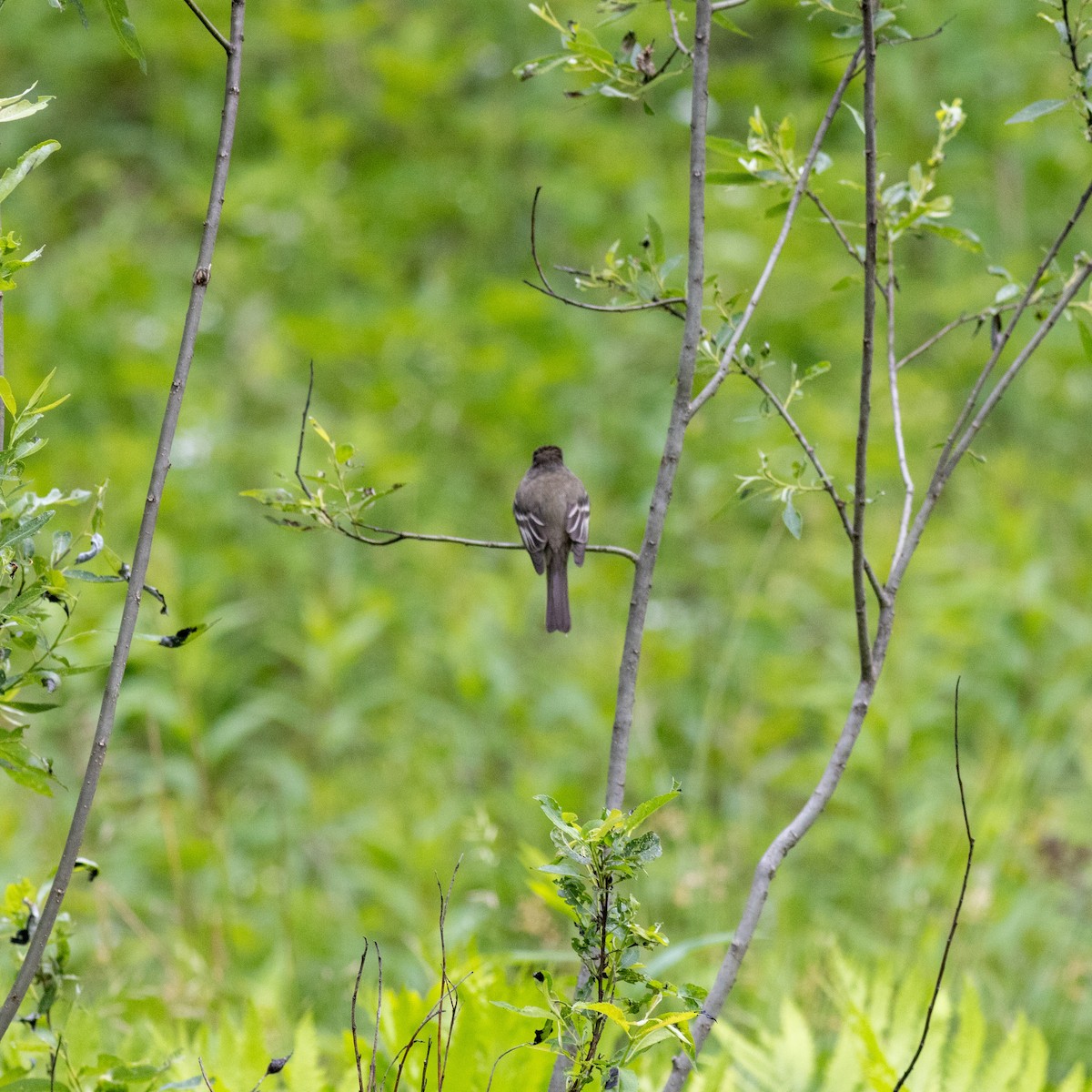 Alder Flycatcher - ML620210083