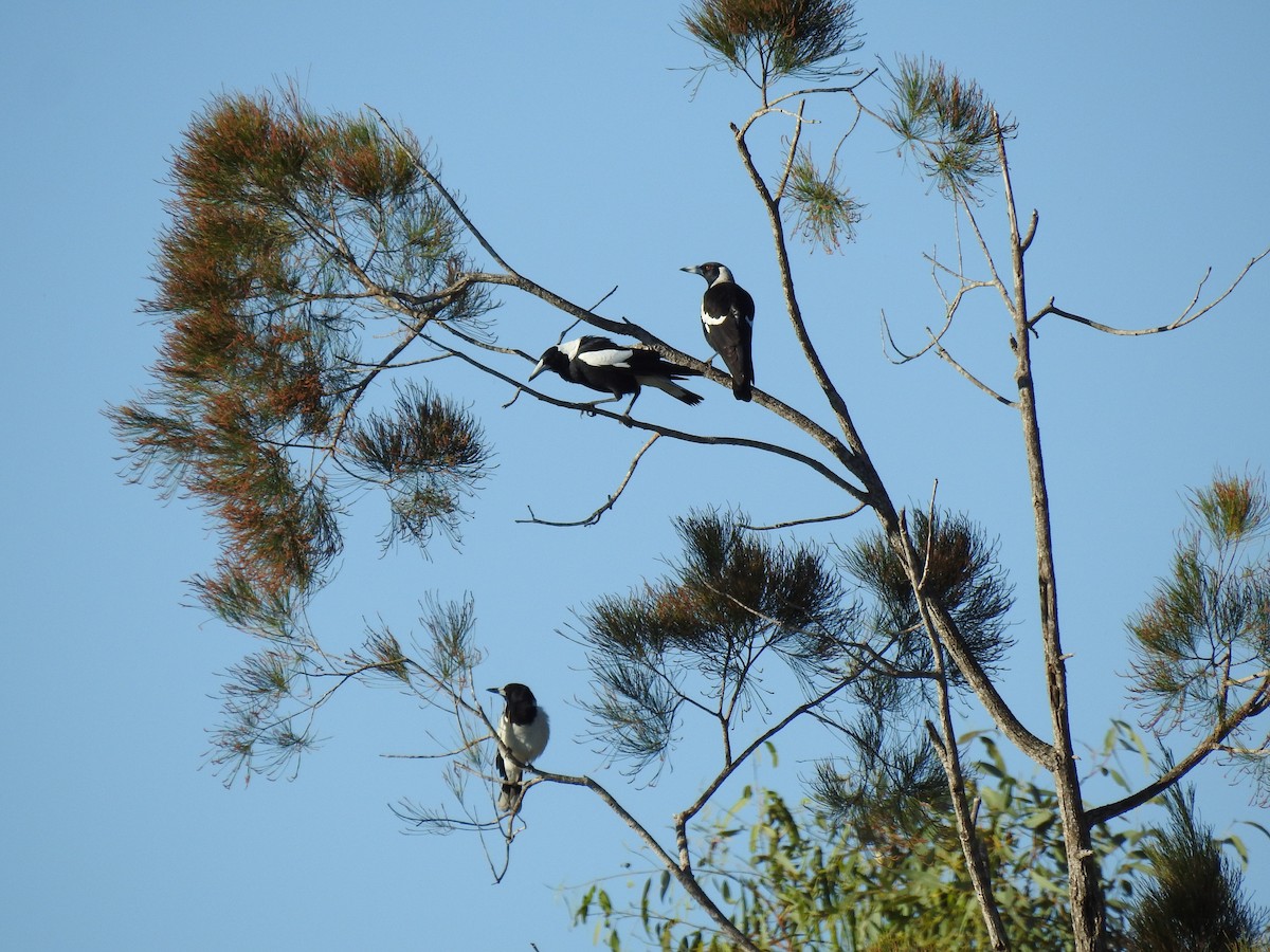 Australian Magpie - ML620210084