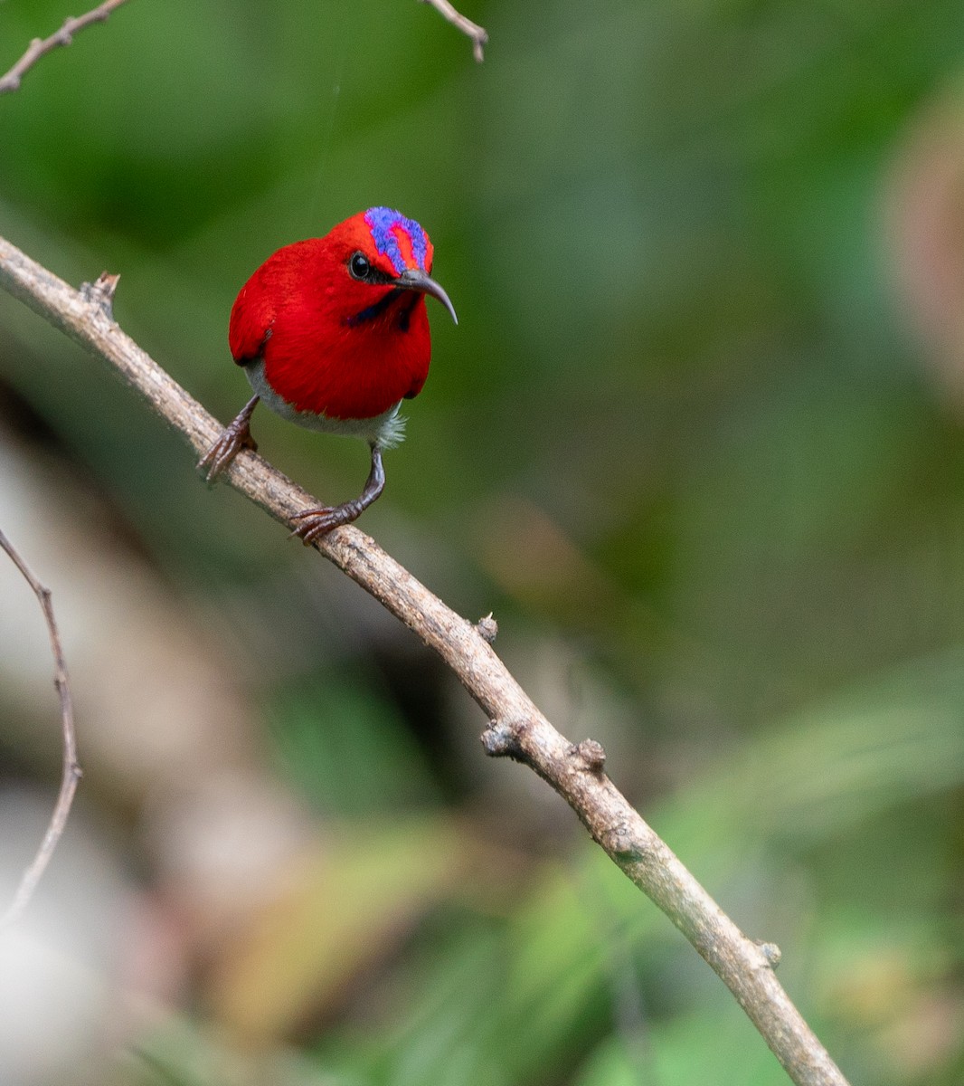 Temminck's Sunbird - ML620210088