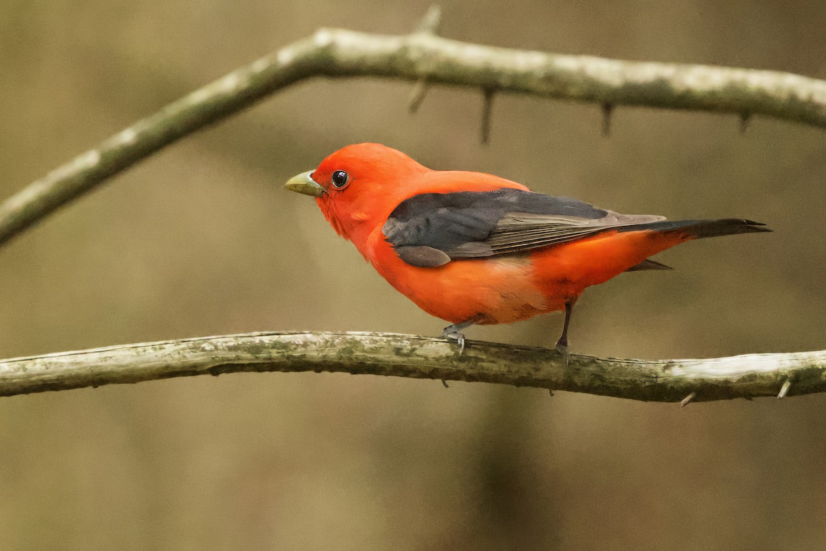 Scarlet Tanager - ML620210091