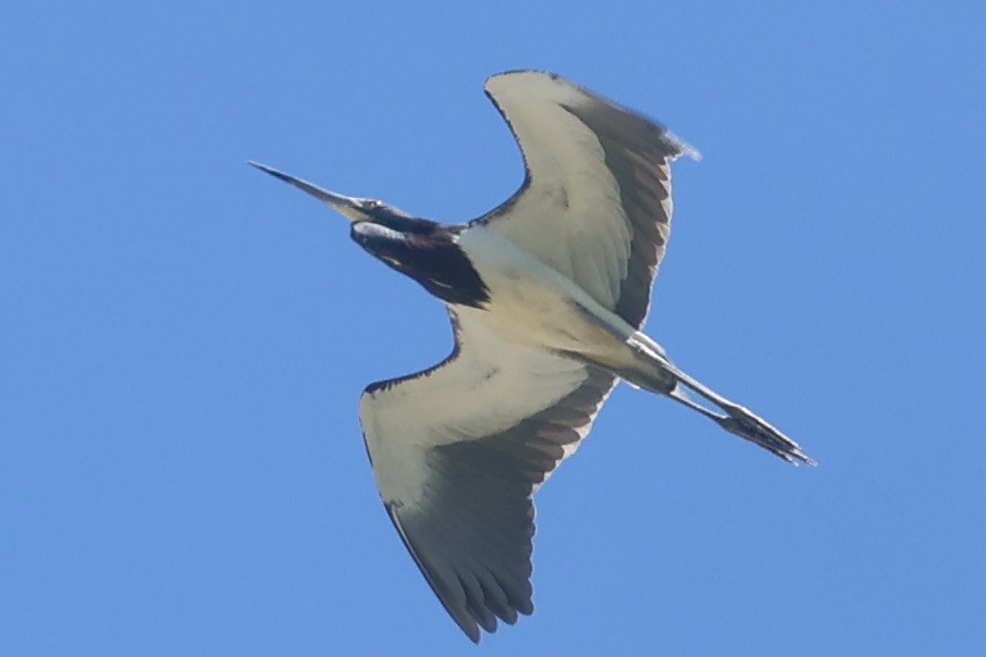 Tricolored Heron - ML620210094