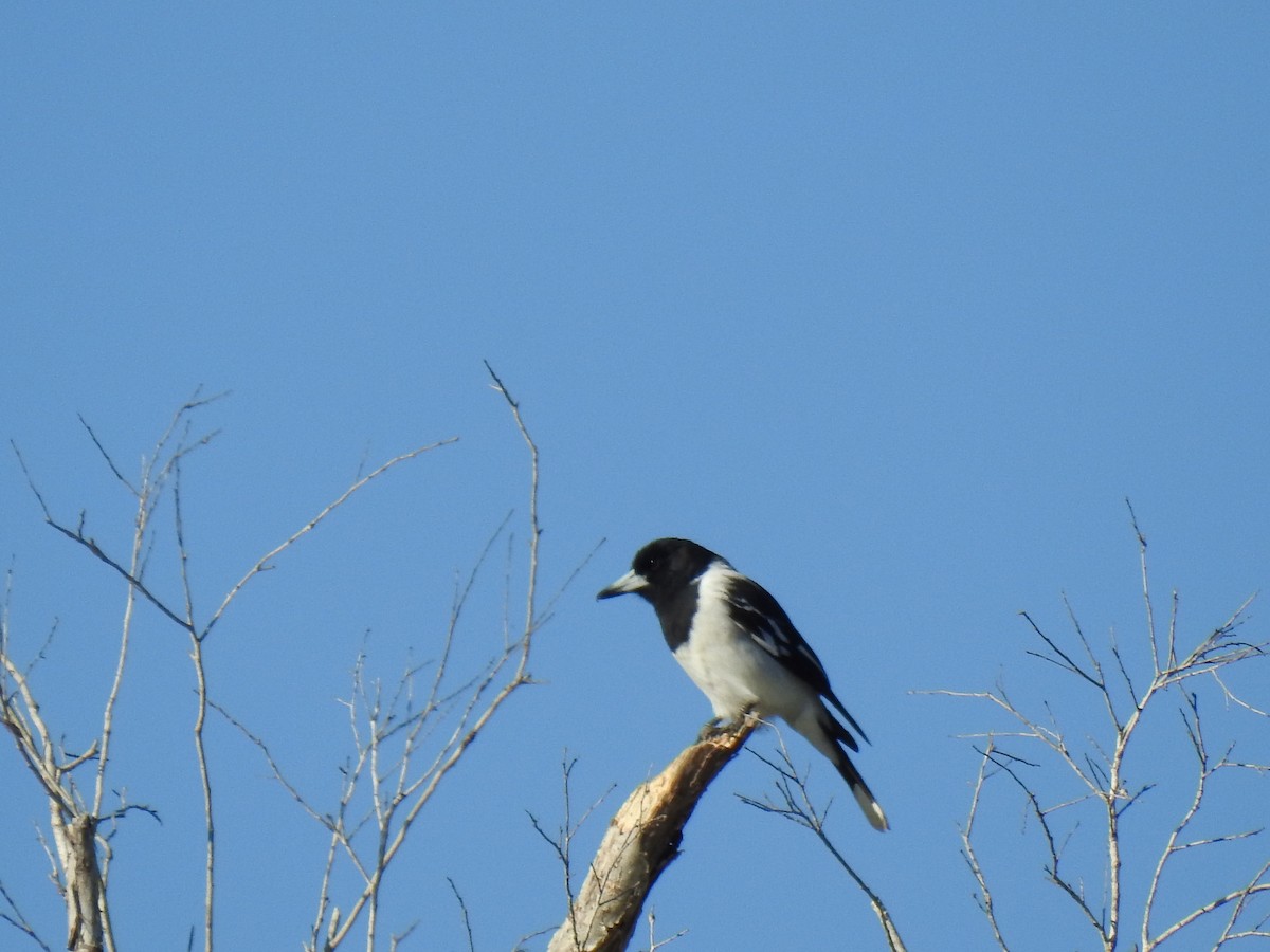 Pied Butcherbird - ML620210110